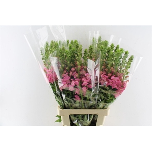 Antirrhinum Avignon Cherry Rose