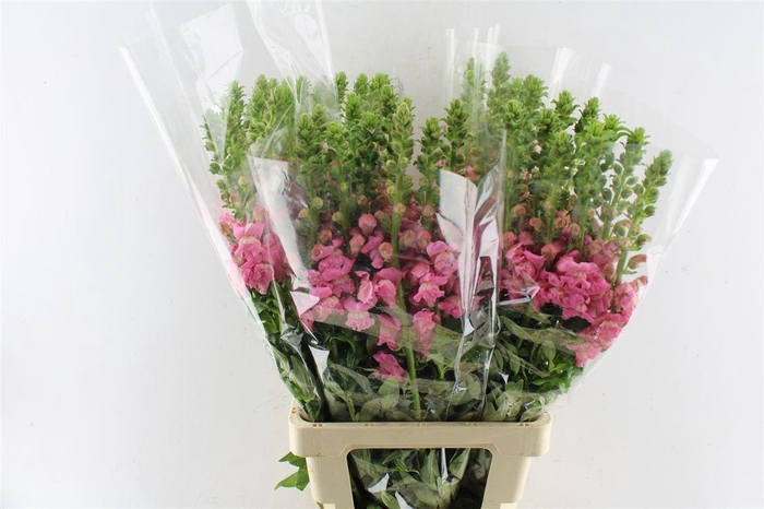 <h4>Antirrhinum Avignon Cherry Rose</h4>