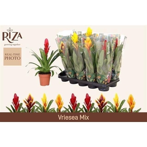 VRIES GEM 5 SRT