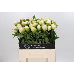 Paeonia Mothers Choice