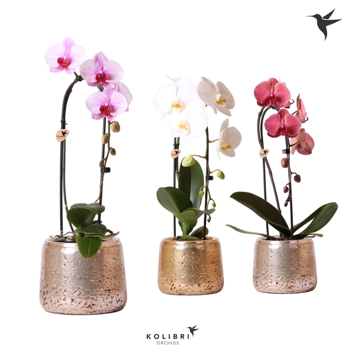 <h4>Kolibri Orchids Cascade Niagara Fall mix 1 spike in Luxury pot mix</h4>