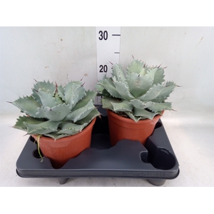 Agave potatorum