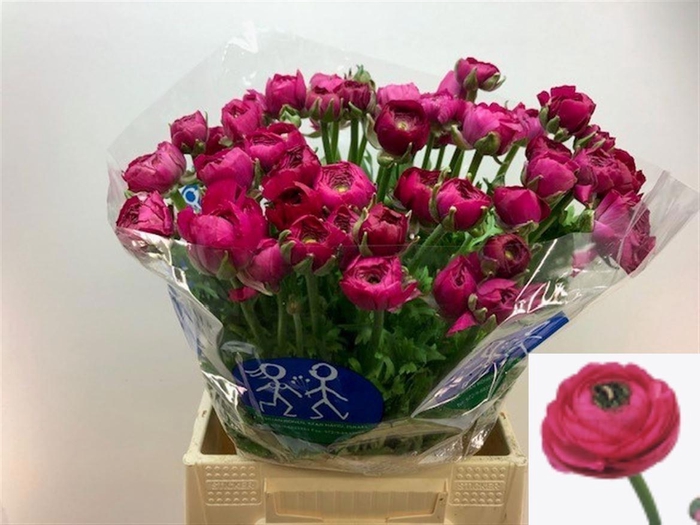 <h4>RAN EL HOT PINK</h4>