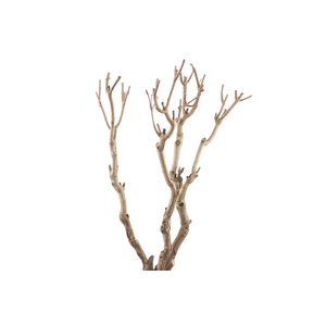 Syringa Branch Super Jenkins