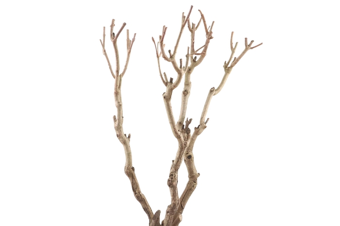 <h4>Syringa Branch Super Jenkins</h4>