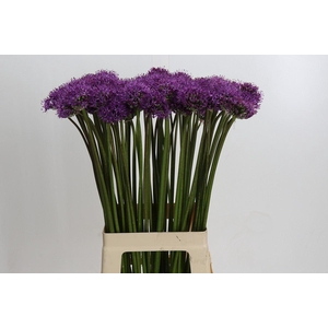 Allium  'Gladiator'
