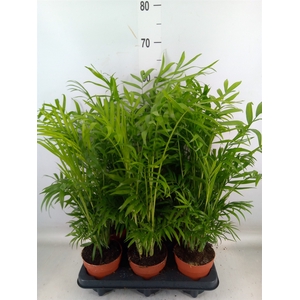 Chamaedorea elegans