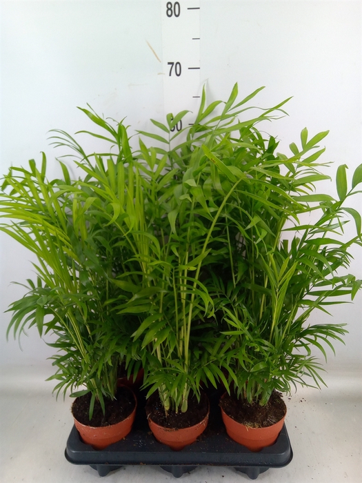 <h4>Chamaedorea elegans</h4>