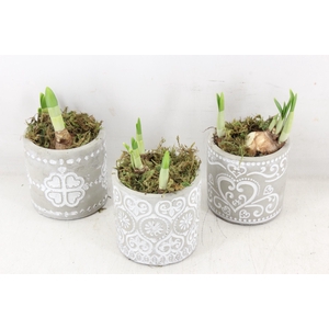 arr4 Narcis FL - Ker. verona mix x12