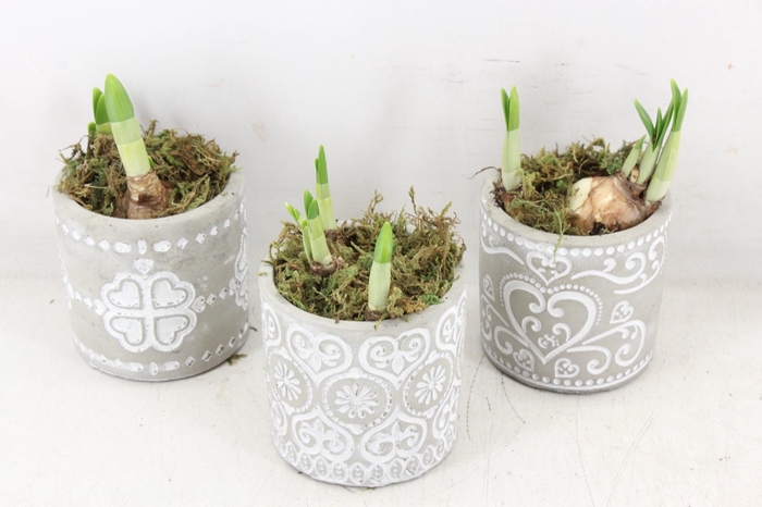 <h4>arr4 Narcis FL - Ker. verona mix x12</h4>