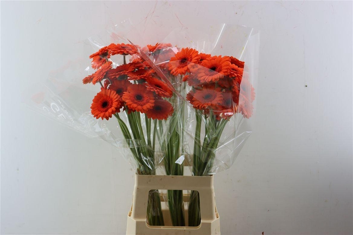 <h4>Ge Mi Caramba Xxl</h4>