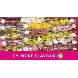 Mini cymbidium 'Spring mix' 50 cm