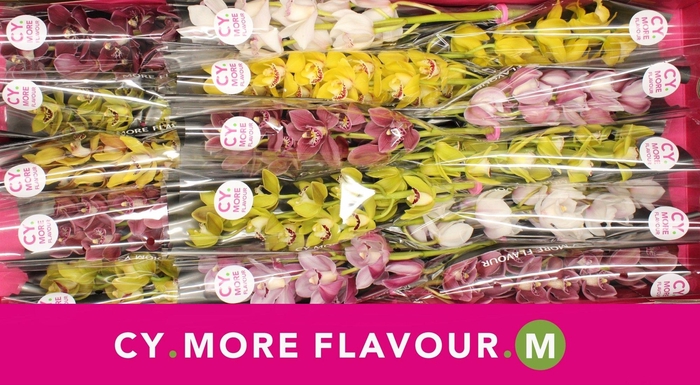 <h4>Mini cymbidium 'Spring mix' 50 cm</h4>