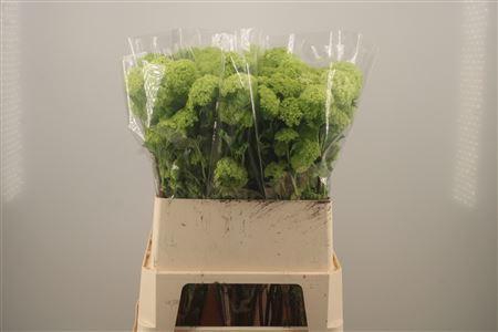 <h4>Viburnum Roseum St</h4>