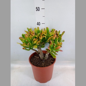 Crassula ovata 'Horn Tree'