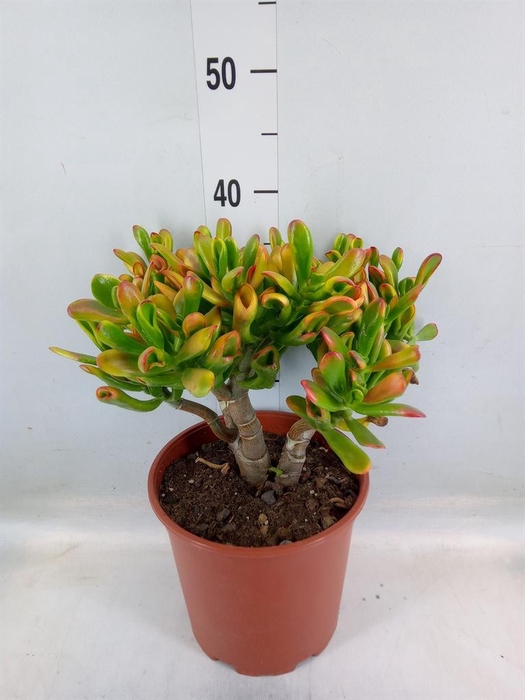 <h4>Crassula ovata 'Horn Tree'</h4>