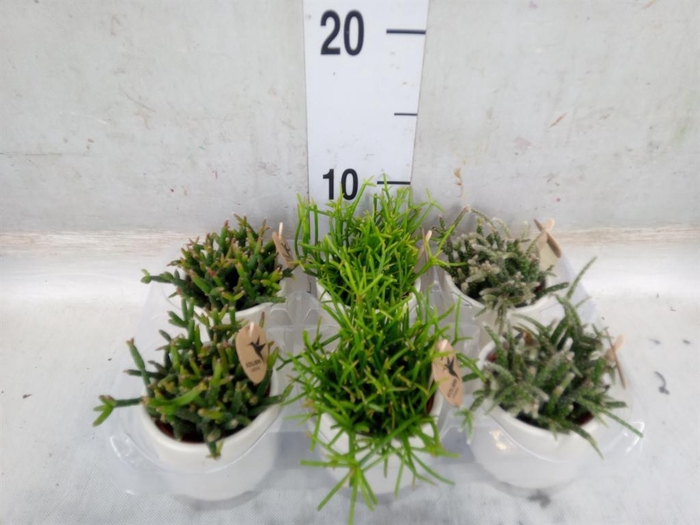 <h4>Rhipsalis   ...mix</h4>