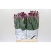 Tulipa (frans) En St Tropez