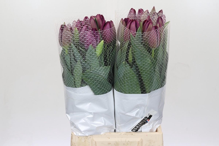 Tulipa (frans) En St Tropez