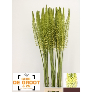 EREMURUS WHITE BE FA