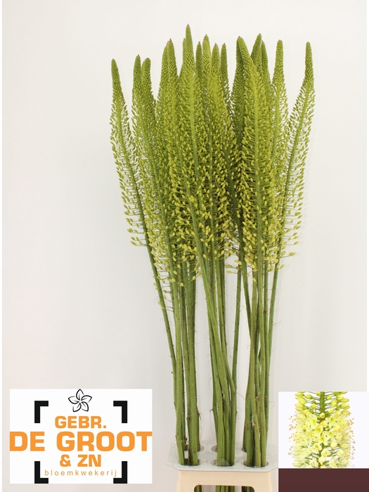 <h4>EREMURUS WHITE BE FA</h4>