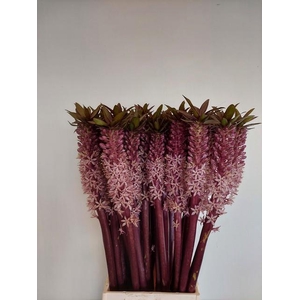 EUCOMIS OV