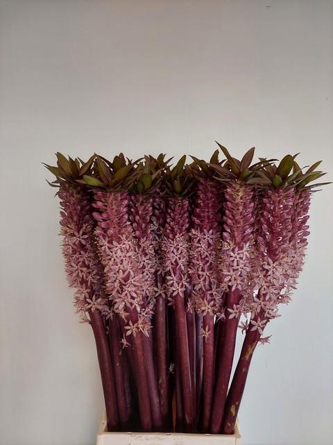 <h4>EUCOMIS OV</h4>