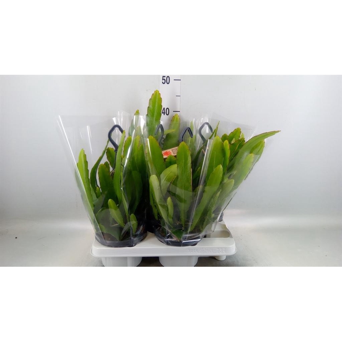 <h4>Epiphyllum   ...</h4>