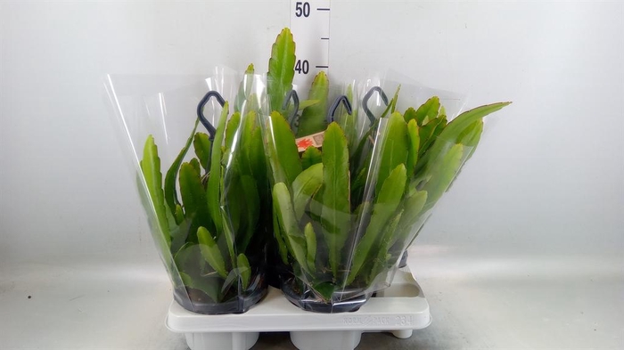 Epiphyllum   ...