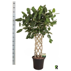 FICUS BENG AUDREY
