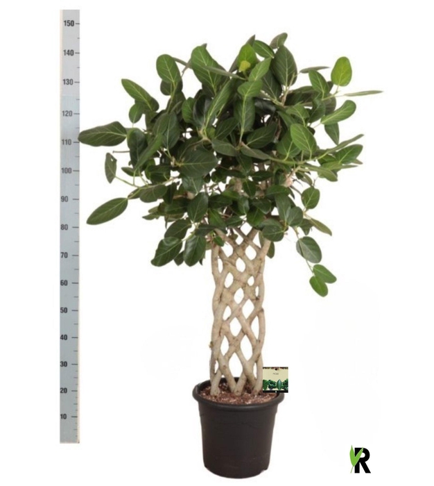 <h4>FICUS BENG AUDREY</h4>