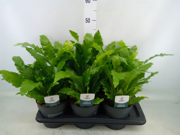 <h4>Asplenium nidus 'Campio'</h4>