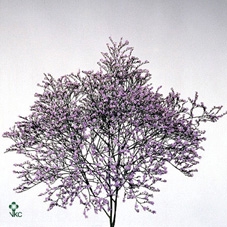 Limonium latifolium overig