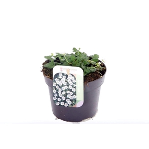 Erodium reichardii Album