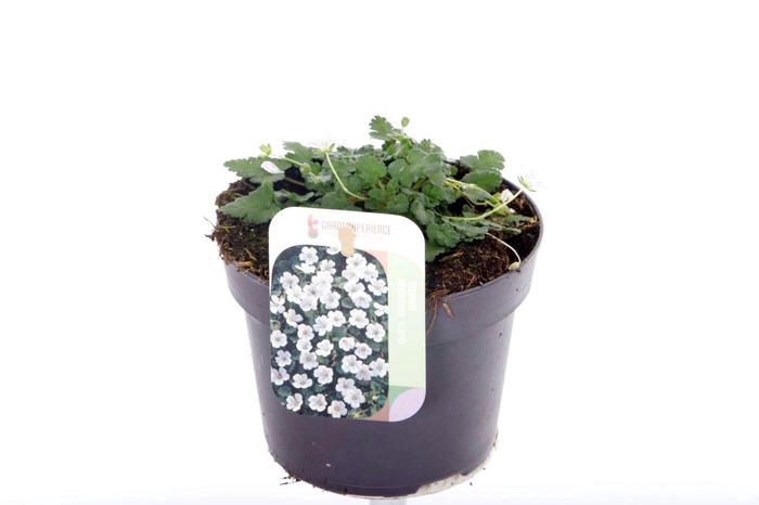 <h4>Erodium reichardii Album</h4>