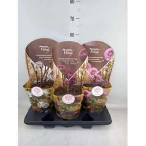 Paeonia suffruticosa   ...mix