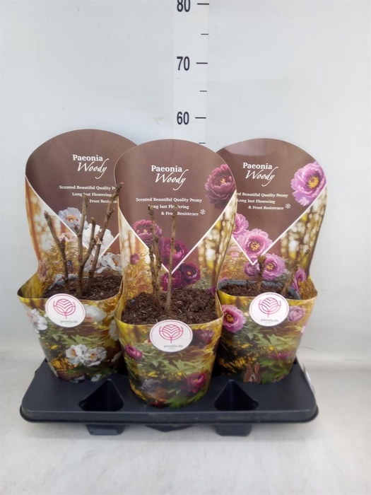 <h4>Paeonia suffruticosa   ...mix</h4>