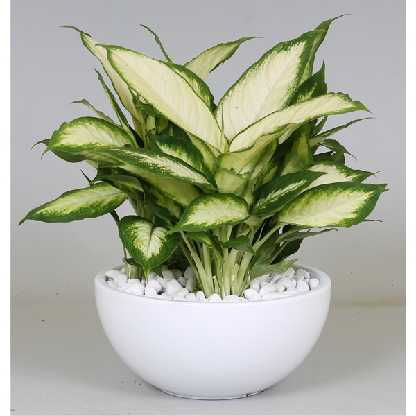 <h4>Arrangement Dieffenbachia in schaal</h4>