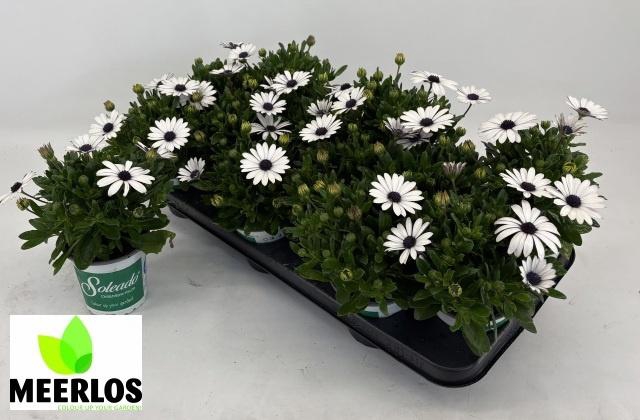 <h4>OSTEO SENORI BLANCA</h4>