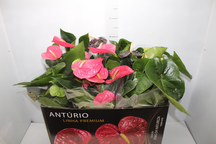 <h4>ANTHURIUM VARIADO P17 PREMIUM</h4>