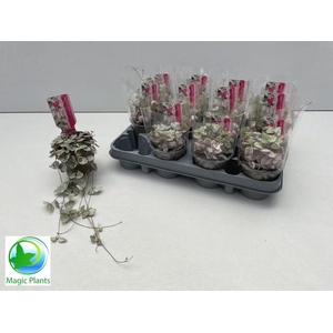 CEROP WO VARIEGATA