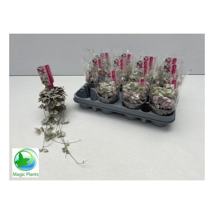 <h4>CEROP WO VARIEGATA</h4>