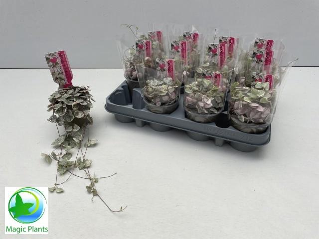 CEROP WO VARIEGATA
