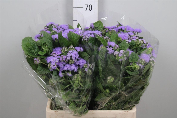 <h4>Ager Blue Planet</h4>