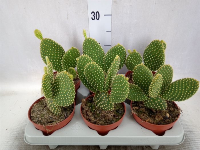 <h4>Opuntia microdasys var. pallida</h4>