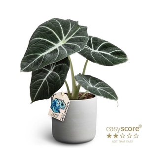 ALOCASIA REGINULA p12 Black V Raw Grey