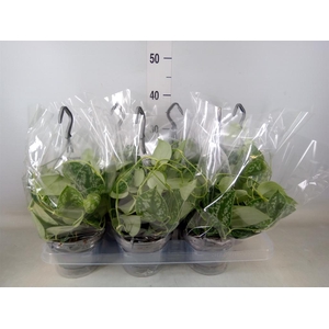 Scindapsus pictus 'Argyraeus'