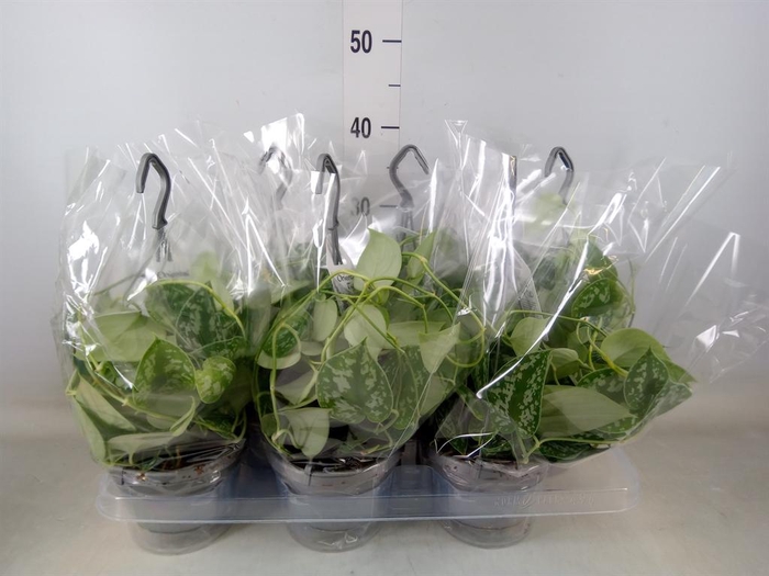 <h4>Scindapsus pictus 'Argyraeus'</h4>