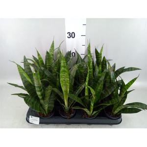 Sansevieria trifa. 'Black Coral'