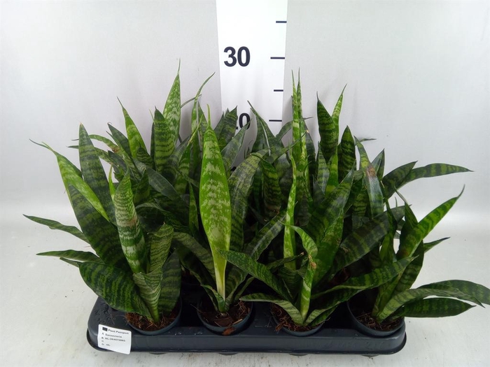 <h4>Sansevieria trifa. 'Black Coral'</h4>